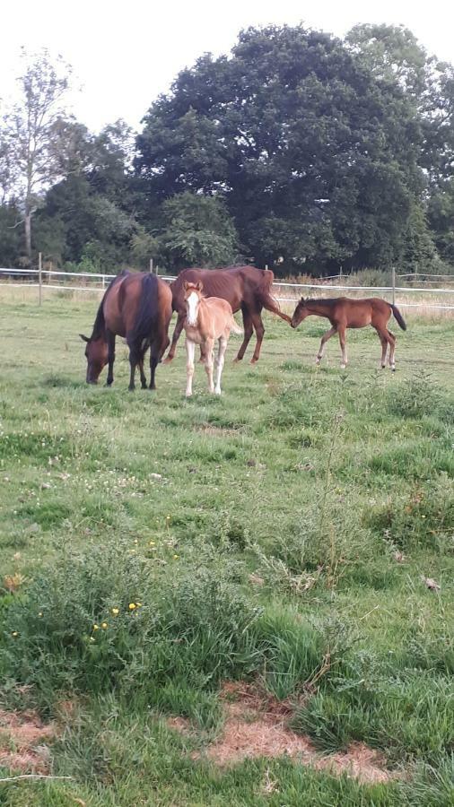 Gite Du Haras De Vales Moult Buitenkant foto