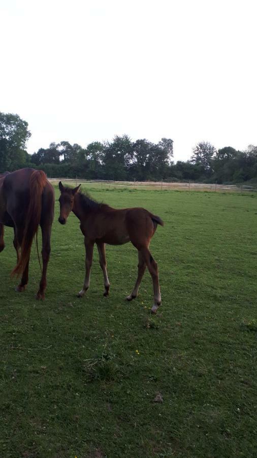 Gite Du Haras De Vales Moult Buitenkant foto