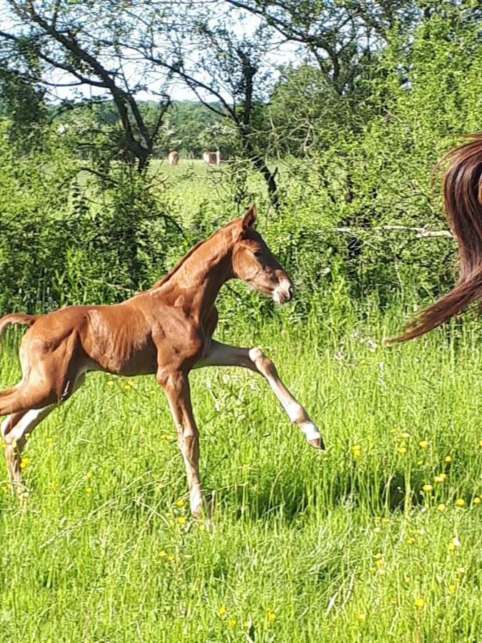 Gite Du Haras De Vales Moult Buitenkant foto